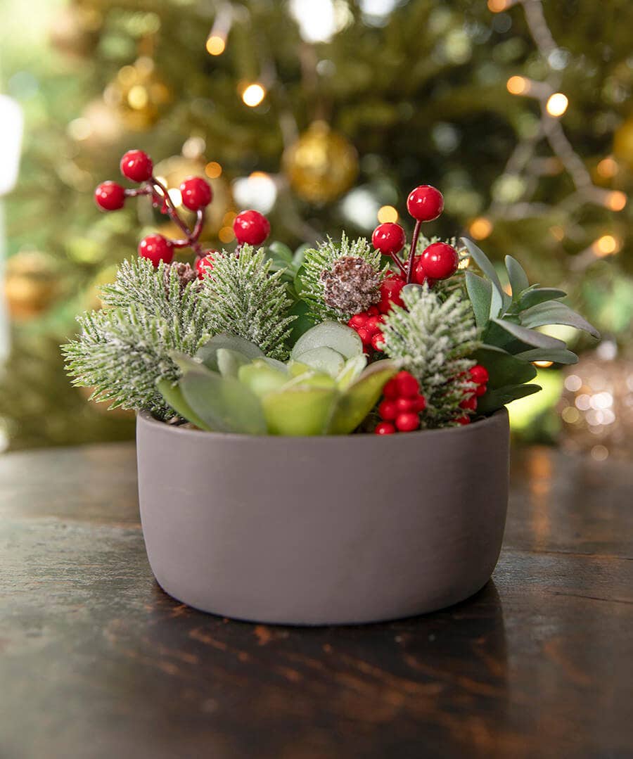 Tis The Season Succulent