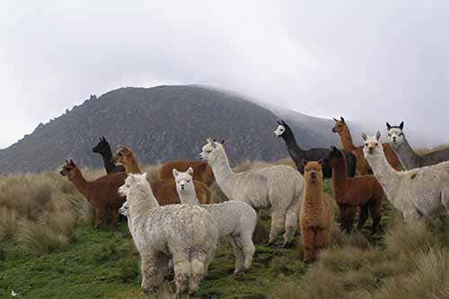 Alpacas