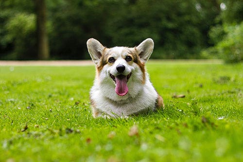 Corgi Dog