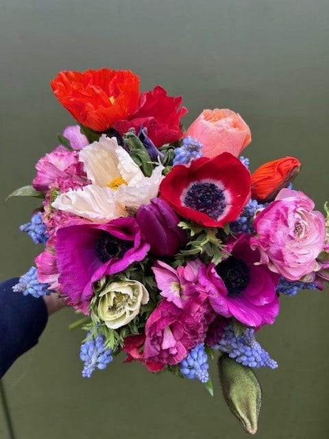 Icelandic Poppies