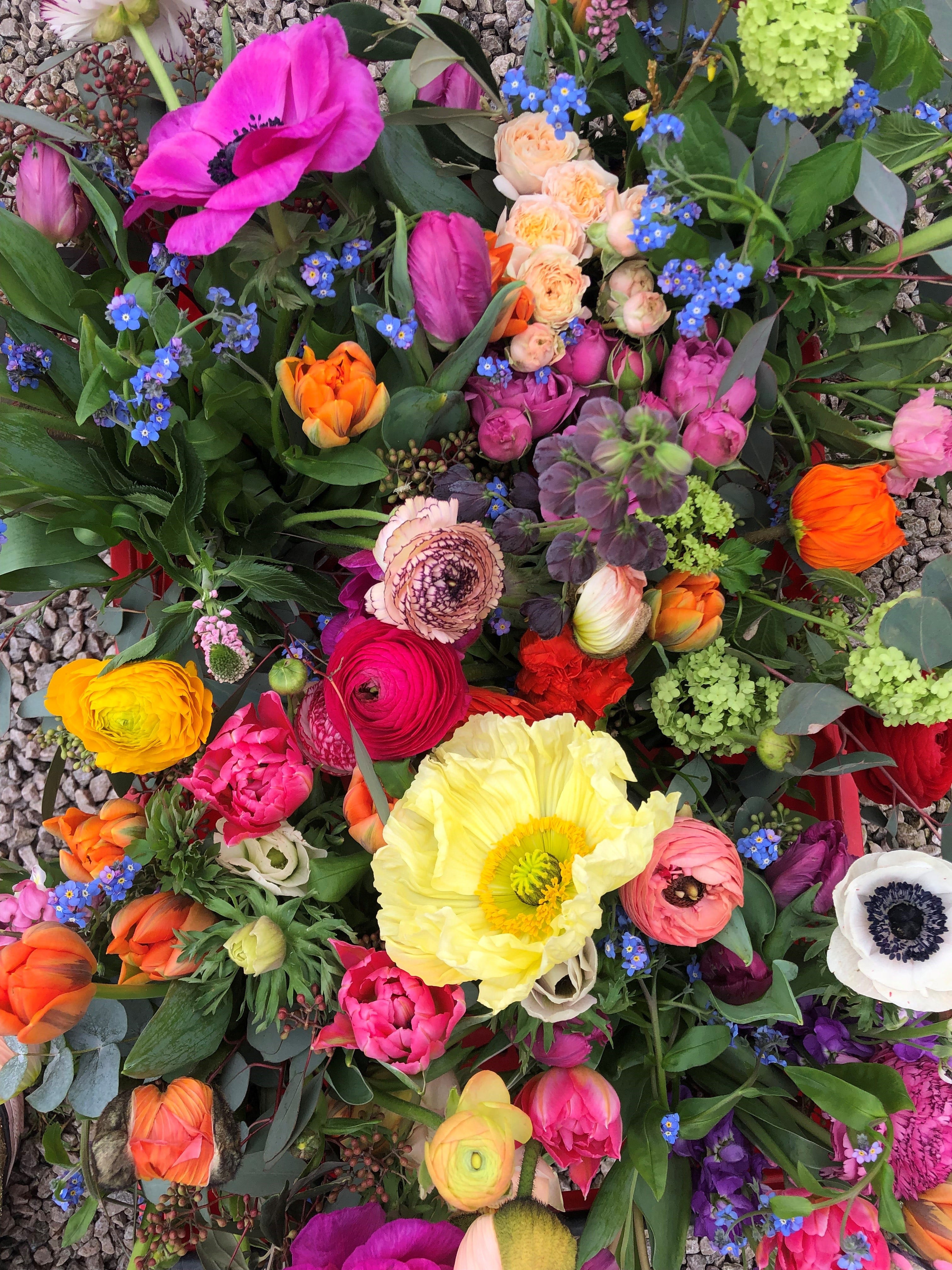 Anemones
