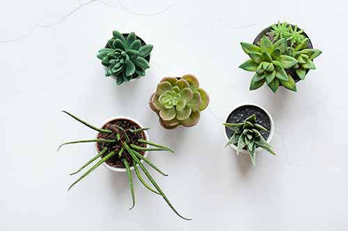 Tip 2: House plants