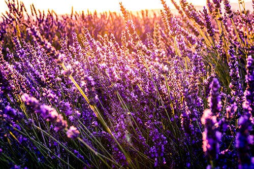 lavender