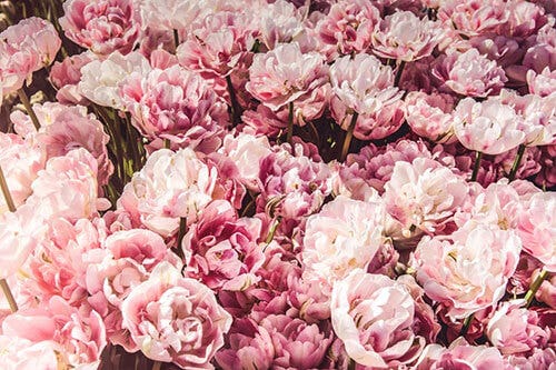 pink peonies