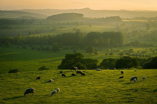 Yorkshire scene