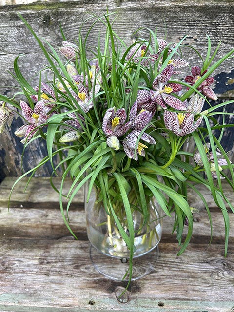 Snakes head fritillary